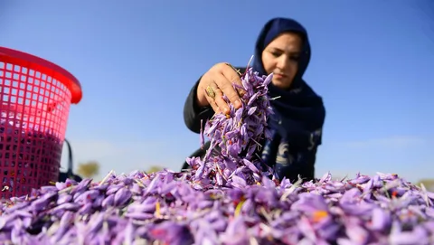 تصویر 4 از خرید و قیمت زعفران نگین صادراتی + فروش صادراتی